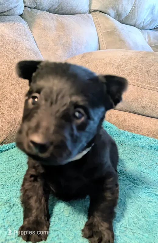 Rennie – Scottish Terrier puppy for sale in Subiaco, AR