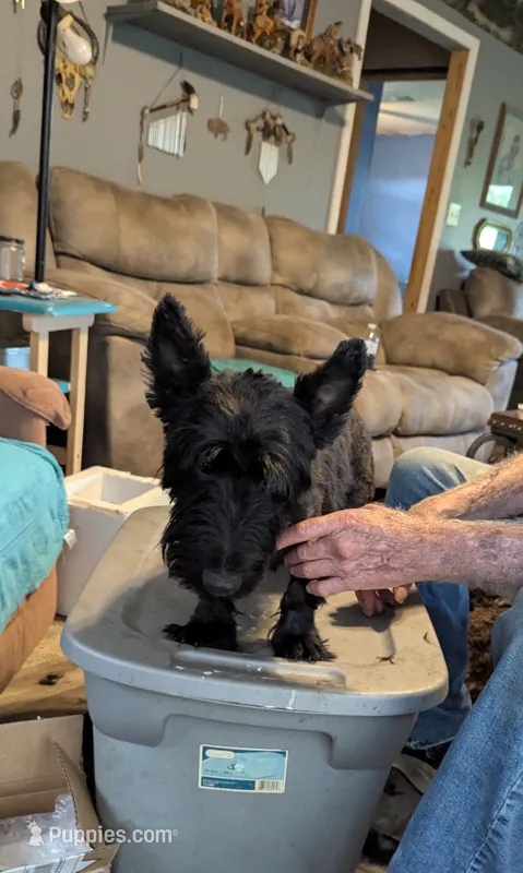 Hot Rod  – Scottish Terrier puppy for sale in Subiaco, AR
