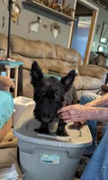 Hot Rod , a male Scottish Terrier for sale in Subiaco, AR – 1 of 3