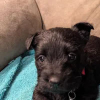 Noa, a female Scottish Terrier for sale in Subiaco, AR – Photo 2 of 2