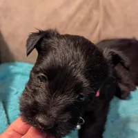 Noa, a female Scottish Terrier for sale in Subiaco, AR – Photo 1 of 2