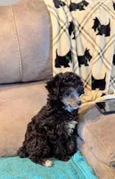 Laila , a female Poodle - Toy  for sale in Subiaco, AR – Photo 1 of 7