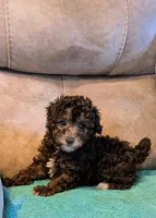 Laila , a female Poodle - Toy  for sale in Subiaco, AR – Photo 7 of 7