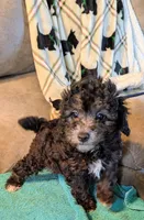 Laila , a female Poodle - Toy  for sale in Subiaco, AR – Photo 5 of 7