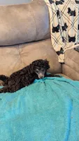 Laila , a female Poodle - Toy  for sale in Subiaco, AR – Photo 4 of 7