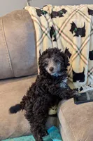 Laila , a female Poodle - Toy  for sale in Subiaco, AR – Photo 2 of 7