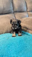 Gunnar , a male Miniature Schnauzer for sale in Subiaco, AR – 5 of 5