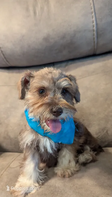 Max – Miniature Schnauzer puppy for sale in Subiaco, AR