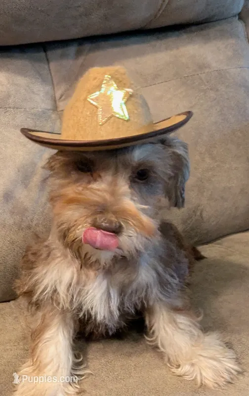 Max – Miniature Schnauzer puppy for sale in Subiaco, AR