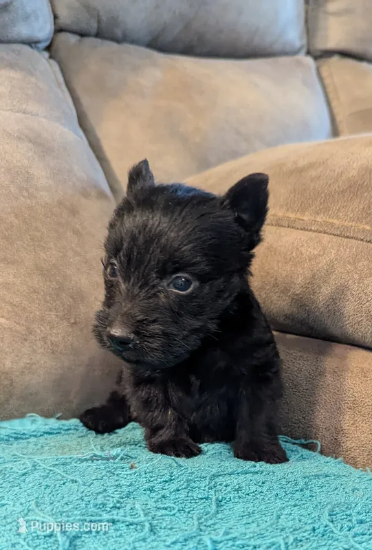 Little Man  – Scottish Terrier puppy on hold in Subiaco, AR