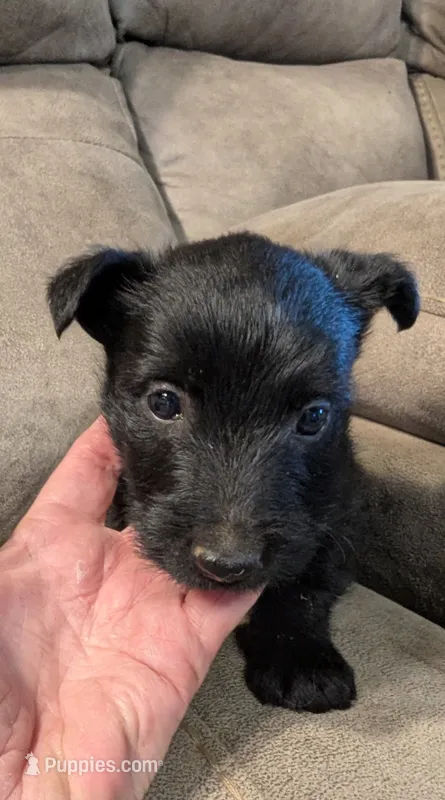 Maggie  – Scottish Terrier puppy for sale in Subiaco, AR