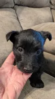 Maggie , a female Scottish Terrier for sale in Subiaco, AR – 2 of 7