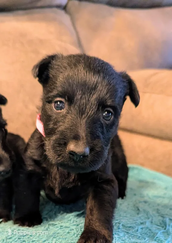 Maisie  – Scottish Terrier puppy for sale in Subiaco, AR
