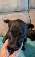 Grace , a female Scottish Terrier for sale in Subiaco, AR – 3 of 3
