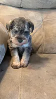 Grayson, a male Miniature Schnauzer for sale in Subiaco, AR – Photo 4 of 5