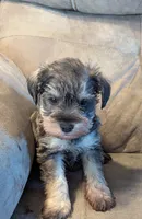 Grayson, a male Miniature Schnauzer for sale in Subiaco, AR – Photo 1 of 5