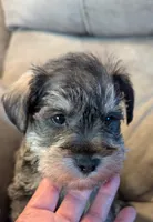 Grayson, a male Miniature Schnauzer for sale in Subiaco, AR – Photo 5 of 5