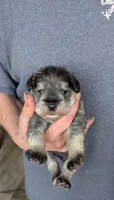 Grayson, a male Miniature Schnauzer for sale in Subiaco, AR – Photo 2 of 5
