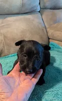 Rennie, a male Scottish Terrier for sale in Subiaco, AR – 3 of 3