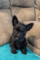 Rory, a male Scottish Terrier for sale in Subiaco, AR – 2 of 3