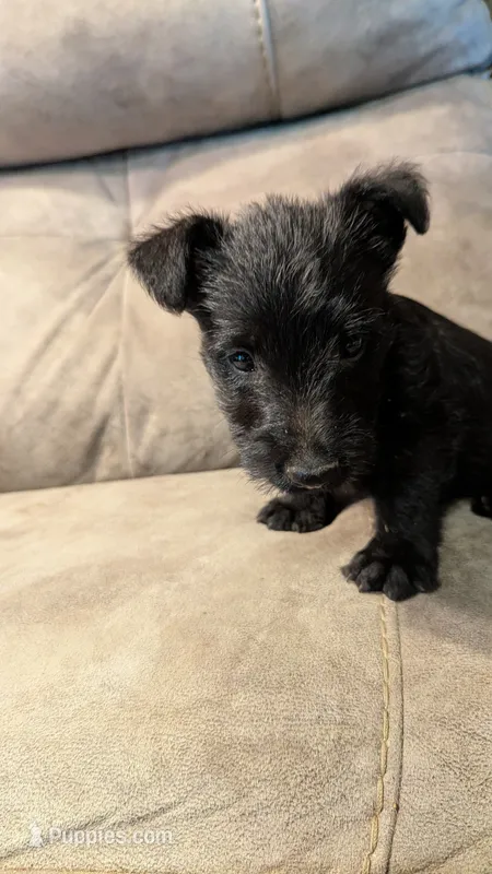 Duffy  – Scottish Terrier puppy for sale in Subiaco, AR