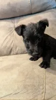 Duffy , a male Scottish Terrier for sale in Subiaco, AR – 1 of 3