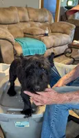 Hot Rod , a male Scottish Terrier for sale in Subiaco, AR – 3 of 3