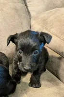 Maggie , a female Scottish Terrier for sale in Subiaco, AR – 3 of 7