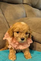 Nixie, a female Cockapoo for sale in Subiaco, AR – 2 of 4