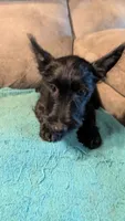 Maggie , a female Scottish Terrier for sale in Subiaco, AR – 5 of 10
