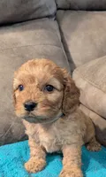 Ferbie , a male Cockapoo for sale in Subiaco, AR – 4 of 4