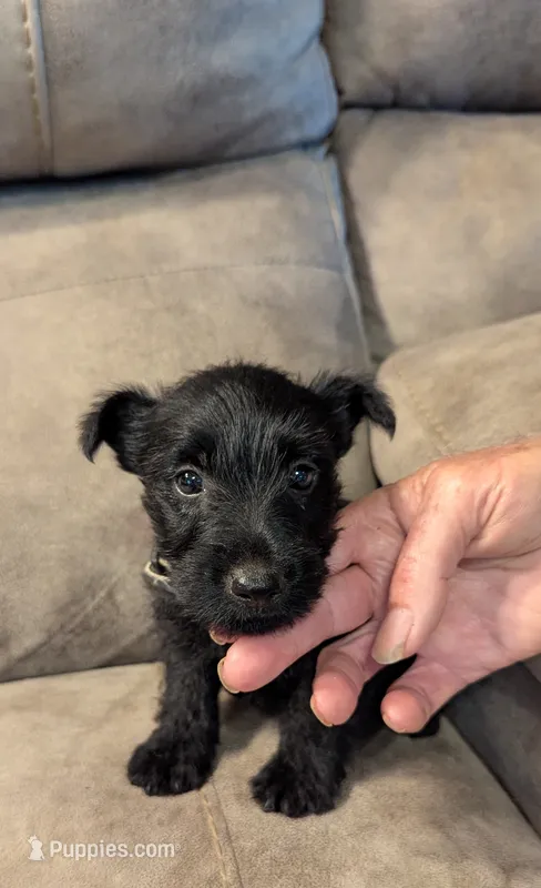 Halie – Scottish Terrier puppy for sale in Subiaco, AR