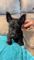 Hamish , a male Scottish Terrier for sale in Subiaco, AR – 4 of 8