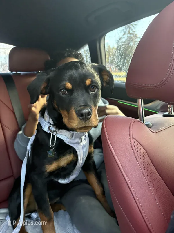 Nova – Rottweiler puppy for sale in Lakewood, WA