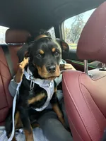 Nova, a female Rottweiler for sale in Lakewood, WA – Photo 1 of 2