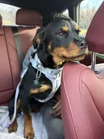 Nova, a female Rottweiler for sale in Lakewood, WA – Photo 2 of 2