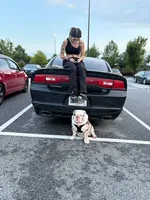Gizmo , a male English Bulldog for sale in Dallas, GA – 4 of 7