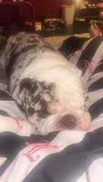 Gizmo , a male English Bulldog for sale in Dallas, GA – 2 of 7