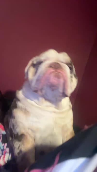 Gizmo , a male English Bulldog for sale in Dallas, GA – 5 of 7