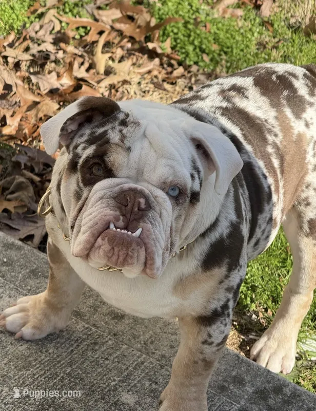 Gizmo  – English Bulldog puppy for sale in Dallas, GA