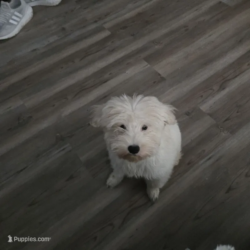 Snow – Miniature Schnauzer puppy for sale in Winston-Salem, NC