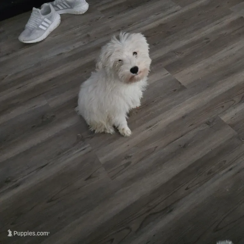 Snow ball – Miniature Schnauzer puppy for sale in Winston-Salem, NC