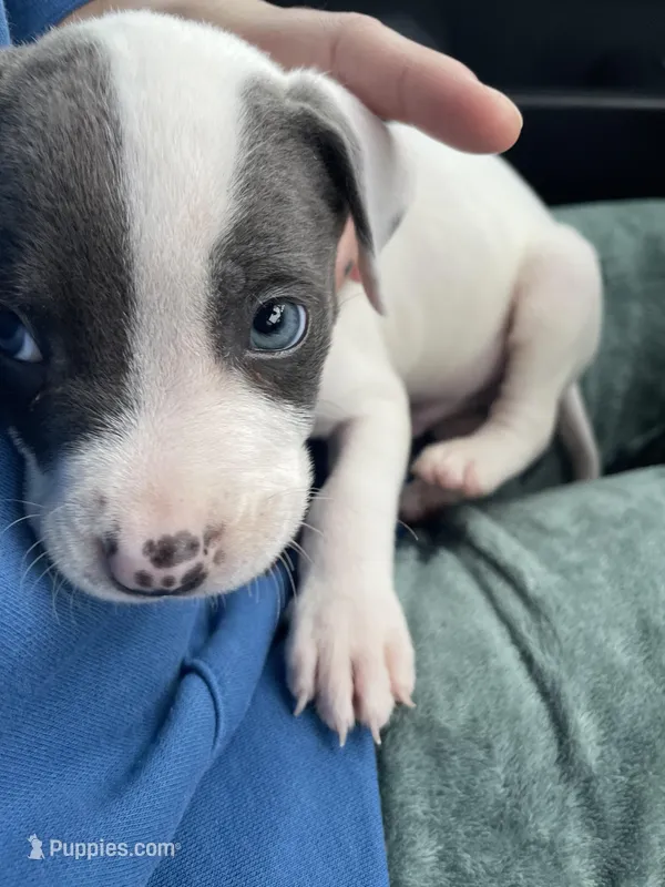 Viz – American Pit Bull Terrier puppy for sale in Fort Worth, TX