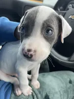 Viz, a male American Pit Bull Terrier for sale in Fort Worth, TX – Photo 3 of 5