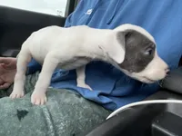 Viz, a male American Pit Bull Terrier for sale in Fort Worth, TX – Photo 4 of 5