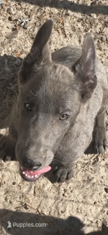 Blue – Belgian Malinois puppy for sale in Offerman, GA