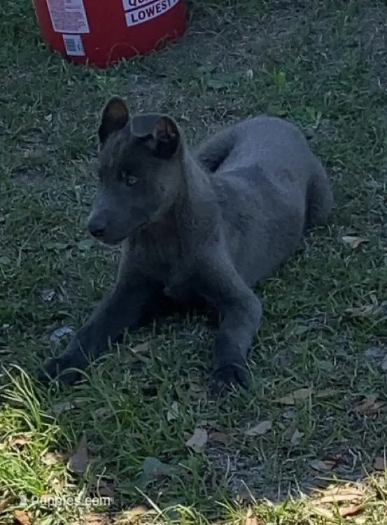 Blue – Belgian Malinois puppy for sale in Offerman, GA