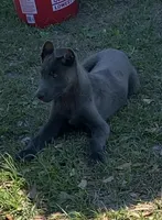 Blue, a male Belgian Malinois for sale in Offerman, GA – Photo 1 of 2