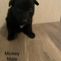 Mickey, a male Belgian Malinois for sale in Offerman, GA – Photo 5 of 7