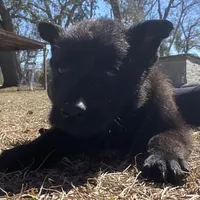 Mickey, a male Belgian Malinois for sale in Offerman, GA – Photo 3 of 7